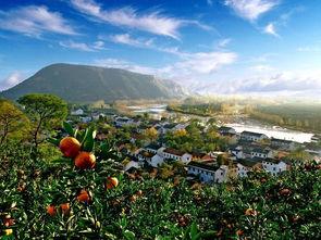 今日头条城固桔园,金秋硕果飘香，探寻陕西柑橘新地标